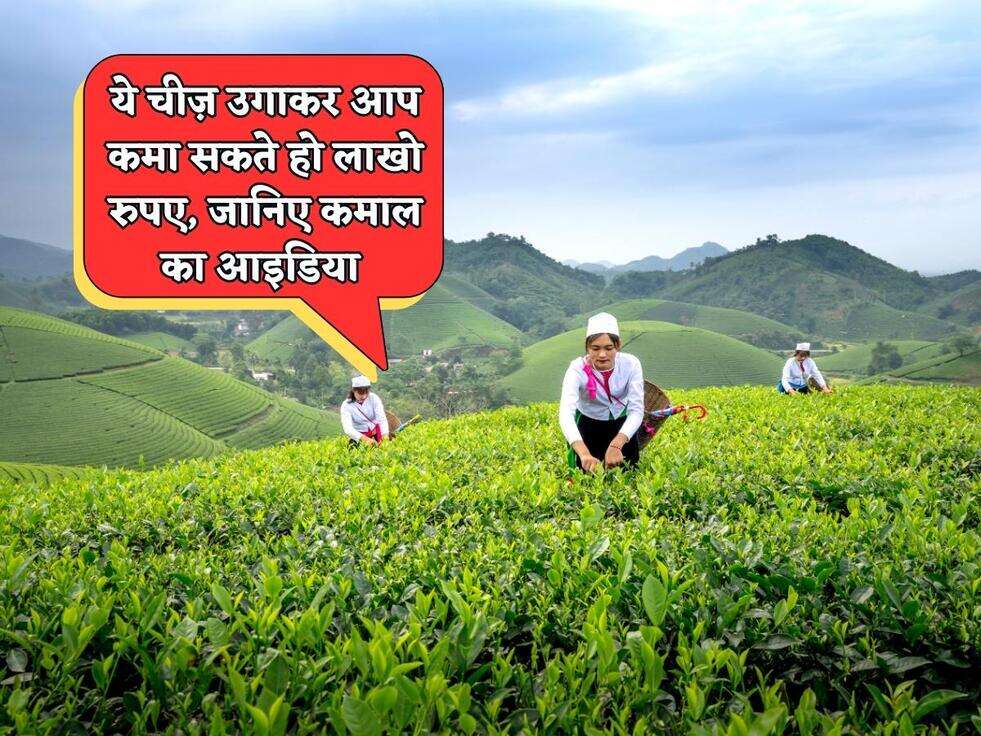 Business Idea : ये चीज़ उगाकर आप कमा सकते हो लाखो रुपए, जानिए कमाल का आइडिया&nbsp;