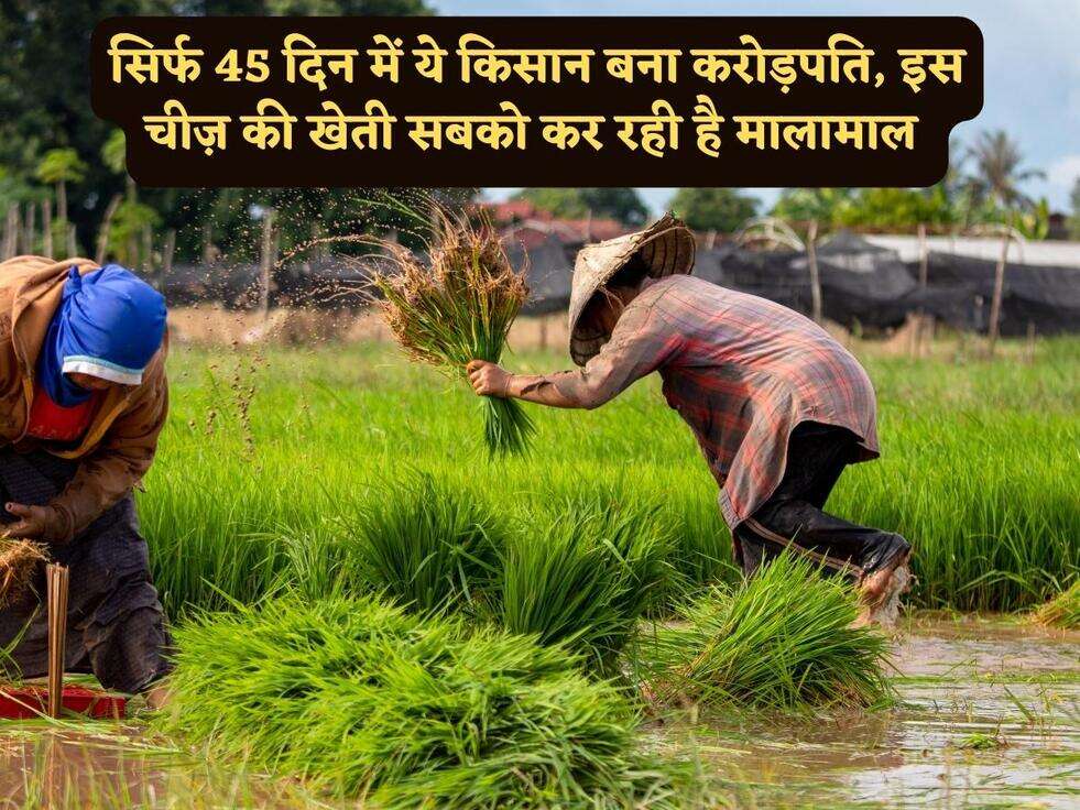 सिर्फ 45 दिन में ये किसान बना करोड़पति, इस चीज़ की खेती सबको कर रही है मालामाल&nbsp;