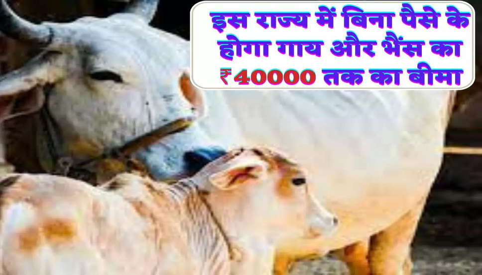 इस राज्य में बिना पैसे के होगा गाय और भैंस का ₹40000 तक का बीमा