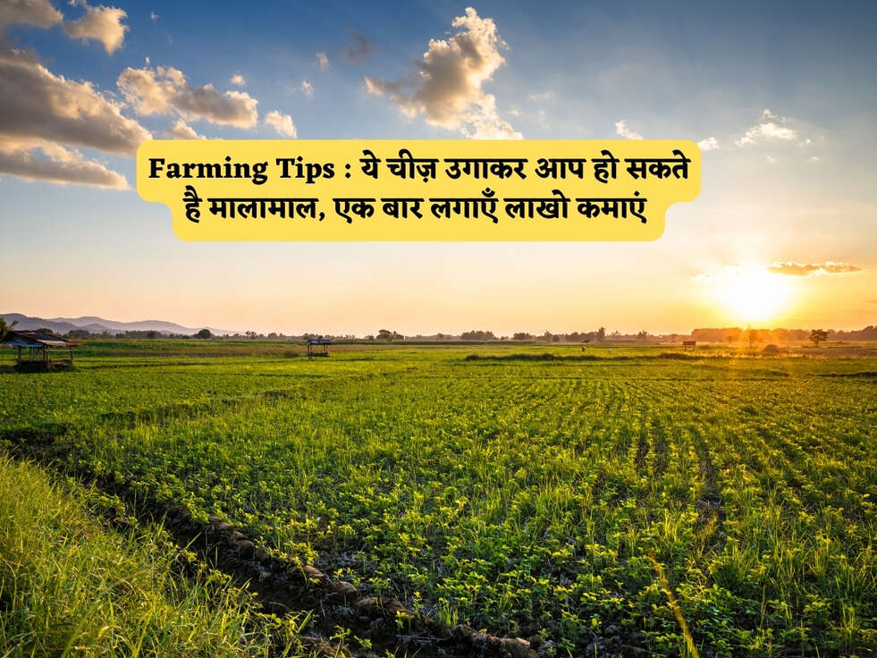 Farming Tips : ये चीज़ उगाकर आप हो सकते है मालामाल, एक बार लगाएँ लाखो कमाएं&nbsp;
