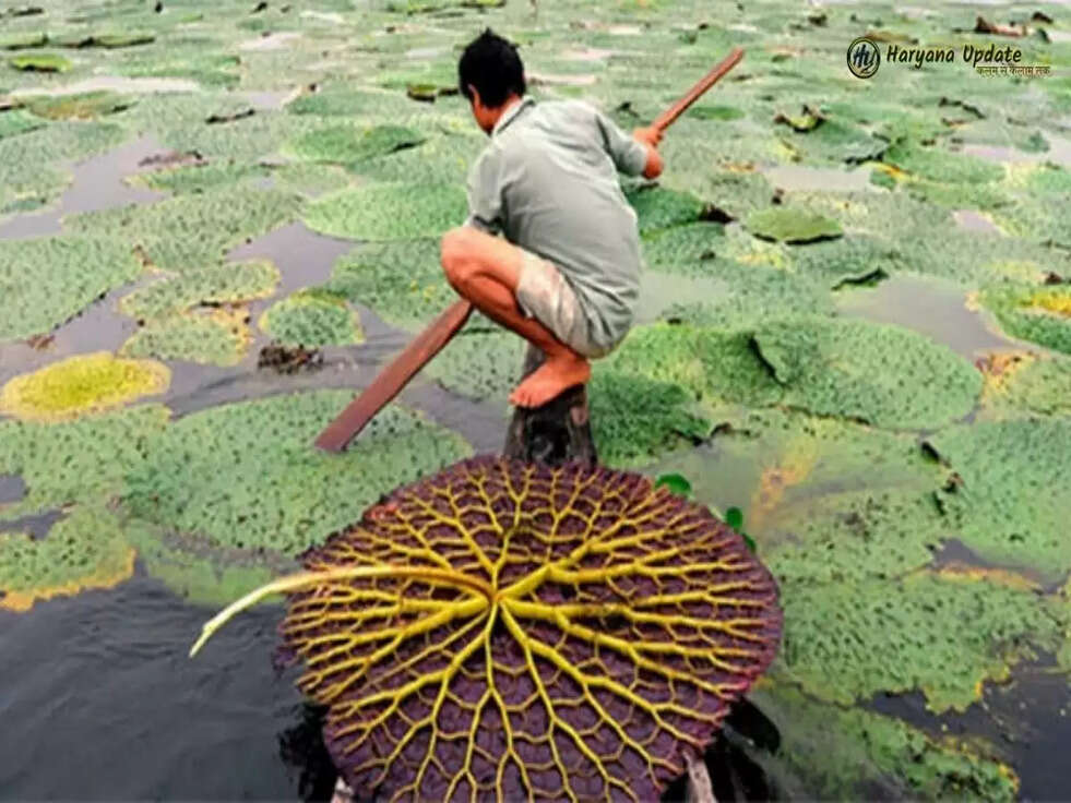 Govt.Scheme: किसानों के लिए खुशखबरी, मखाने की खेती करने पर मिलेगी 75% तक सब्सिडी