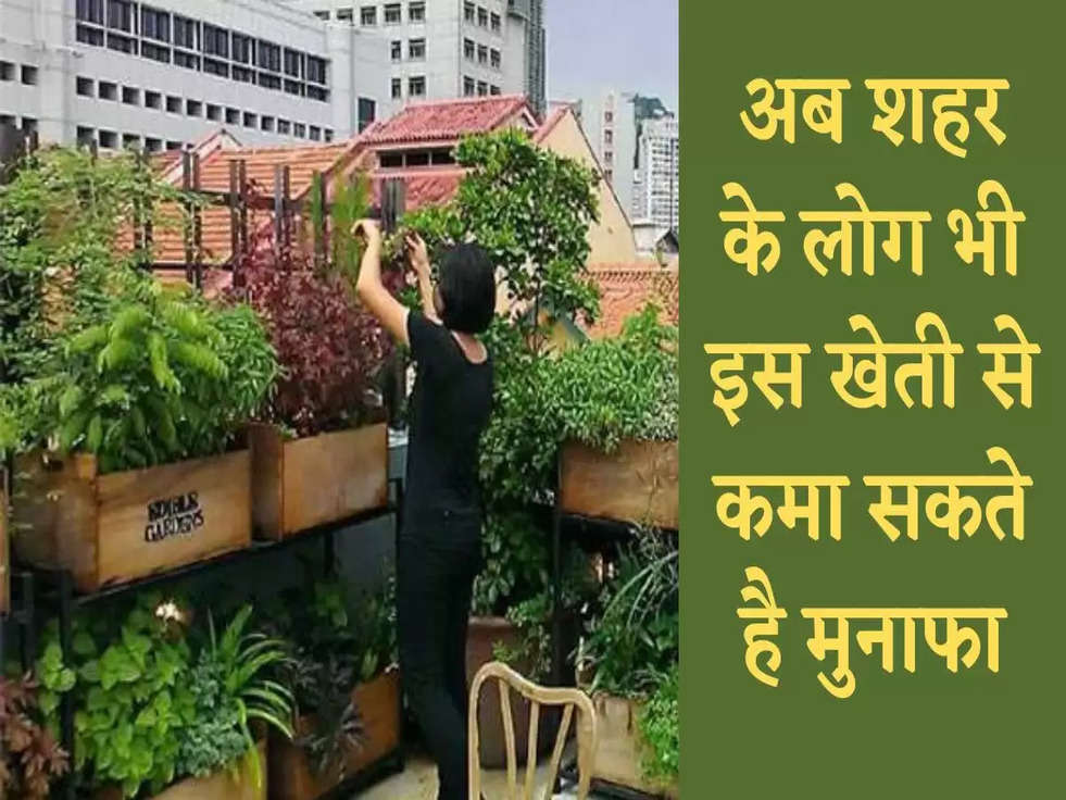 Rooftop Farming Subsidy: अब शहर के लोग भी इस खेती से कमा सकते है मुनाफा, सरकार दे रही बंपर सब्सिडी