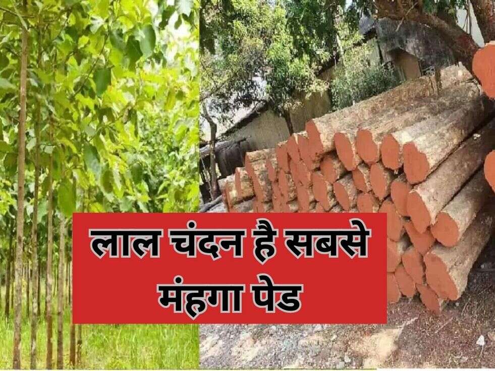लाल चंदन है सबसे मंहगा पेड