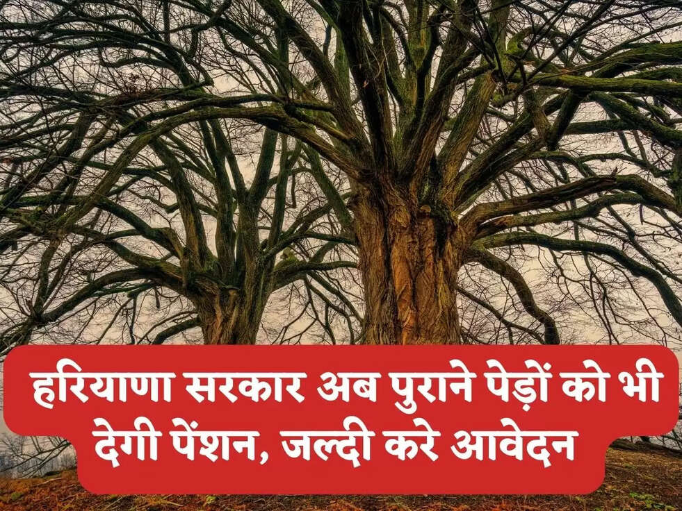  हरियाणा सरकार अब पुराने पेड़ों को भी देगी पेंशन, जल्दी करे आवेदन 