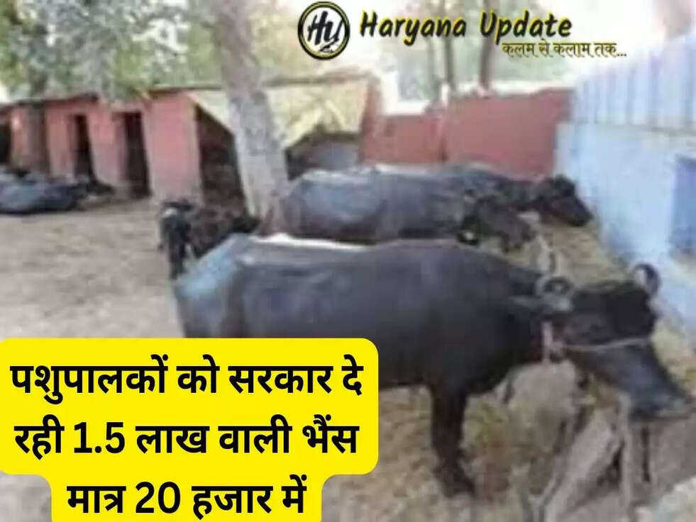 पशुपालकों को सरकार दे रही 1.5 लाख वाली भैंस मात्र 20 हजार में, जाने इस योजना का कैसे उठाए लाभ..