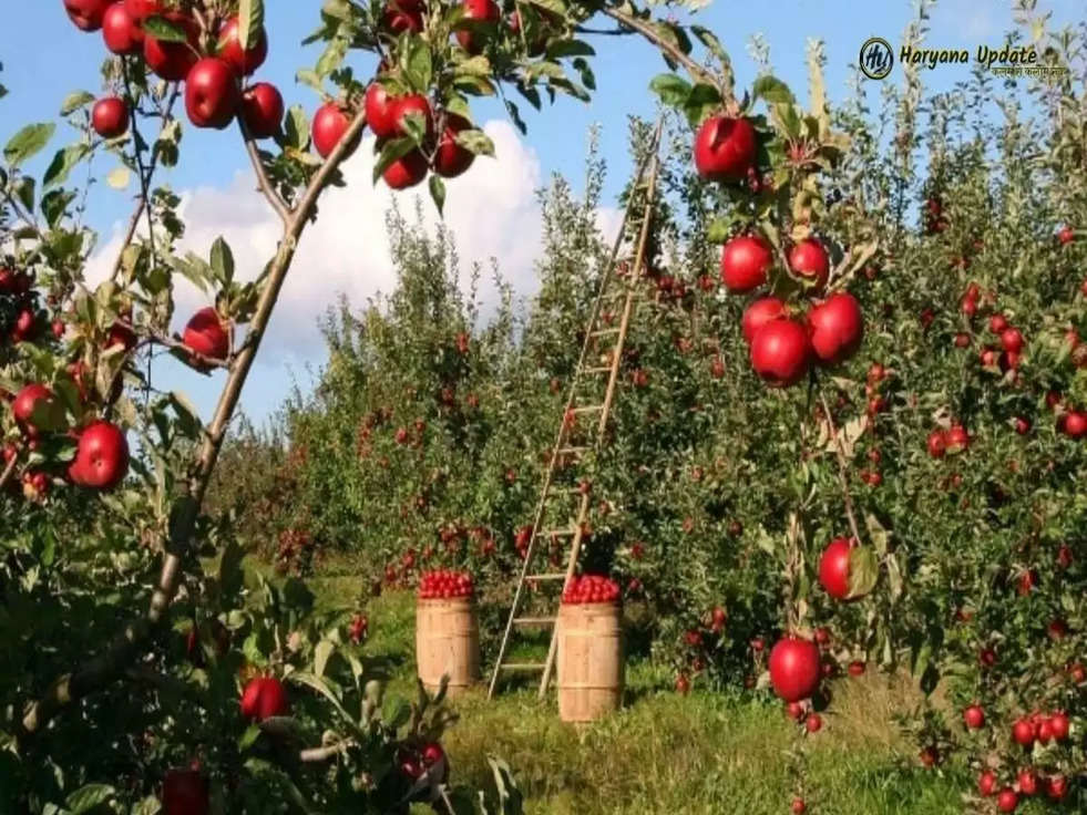  Apple Farming: सेब की खेती करने से MP के किसान भी होंगे मालामाल, जानिए कैसे 