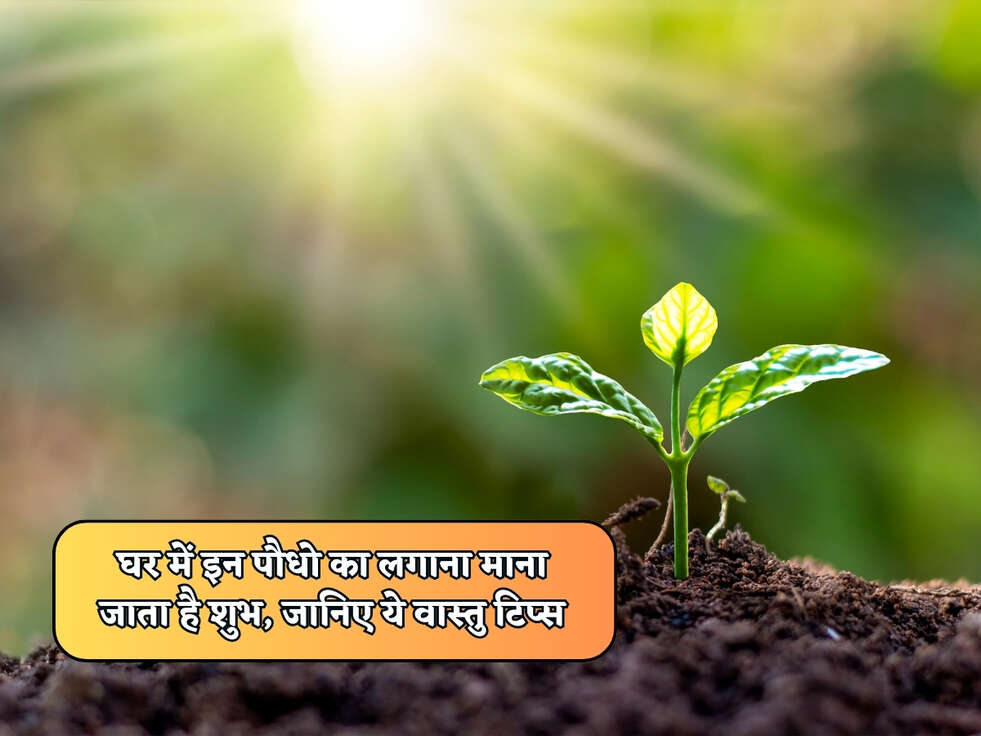 Vastu Tips : घर में इन पौधो का लगाना माना जाता है शुभ, जानिए ये वास्तु टिप्स&nbsp;