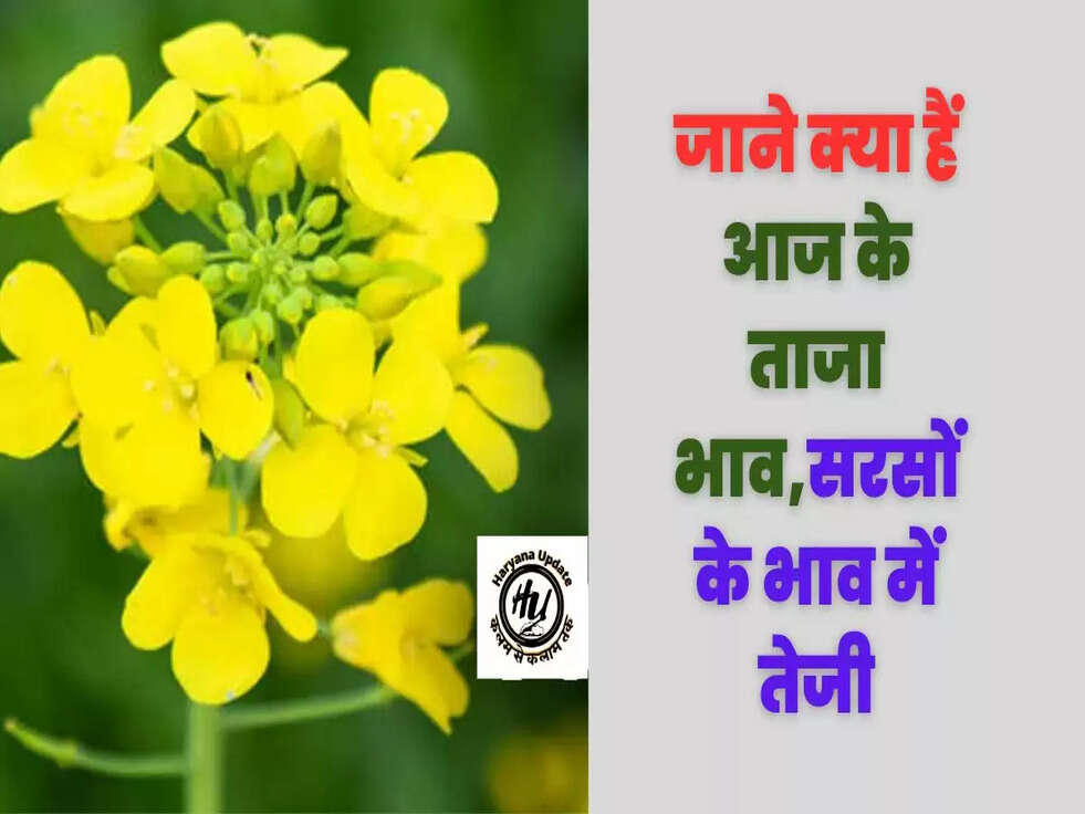 जाने क्या हैं आज के ताजा भाव,सरसों के भाव में तेजी