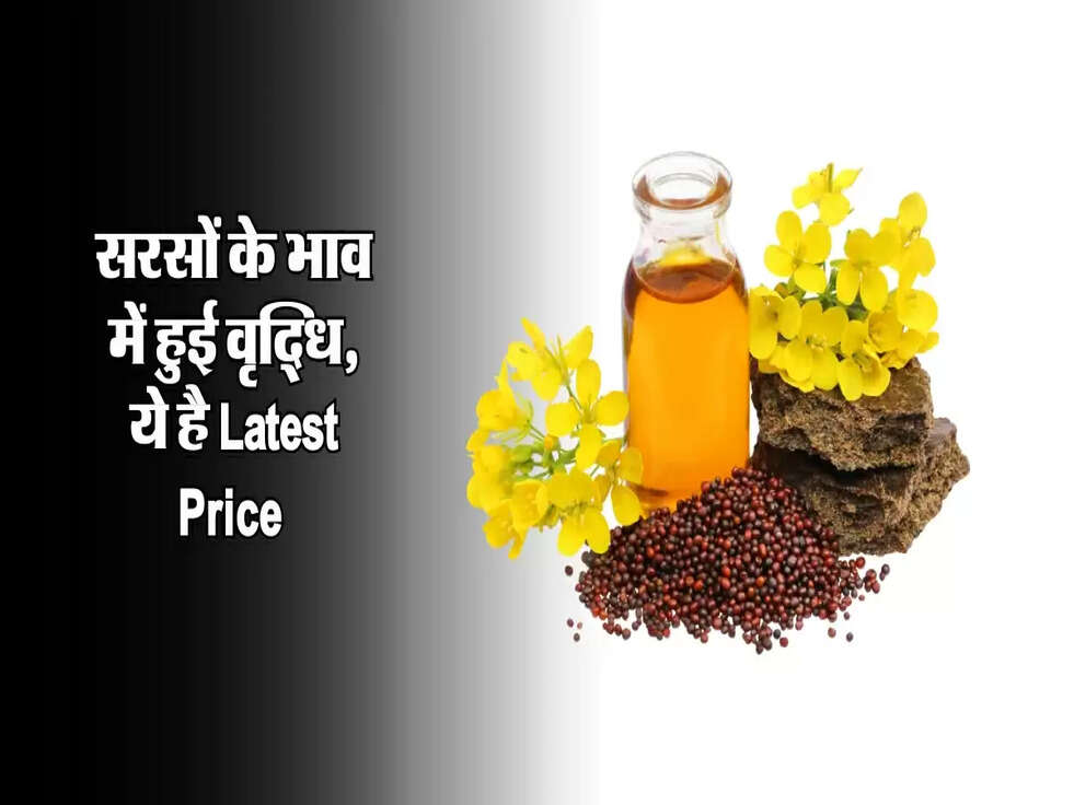 सरसों के भाव में हुई वृद्धि, ये है Latest Price&nbsp;