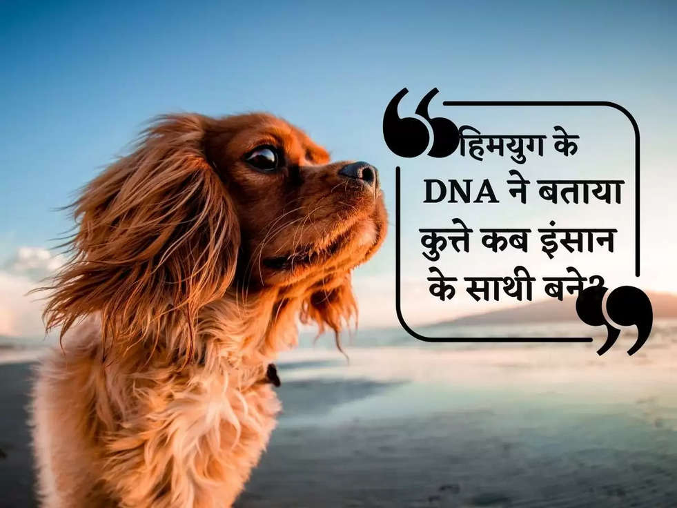 हिमयुग के DNA ने बताया : कुत्ते कब इंसान के साथी बने?