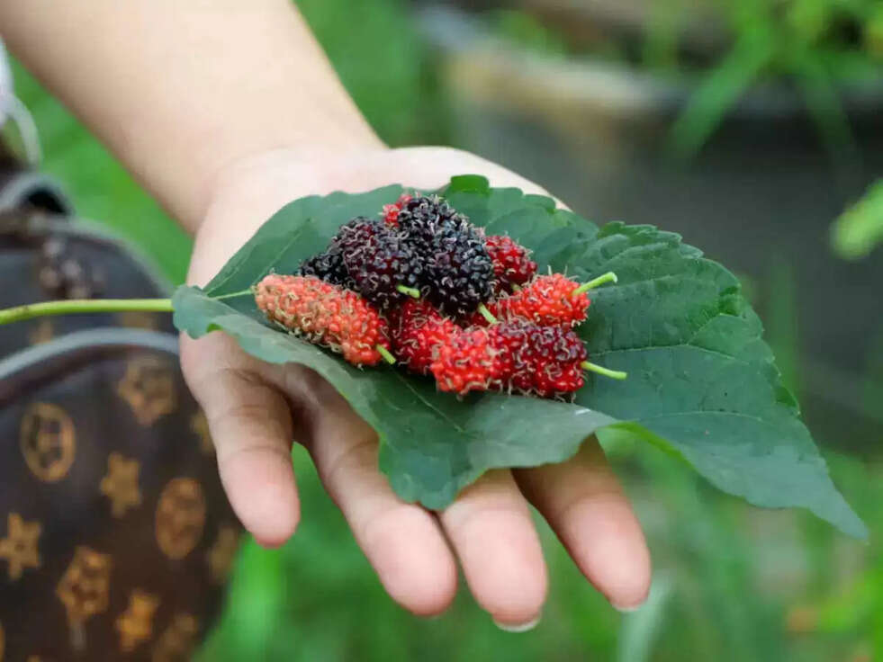 benefits of mulberry