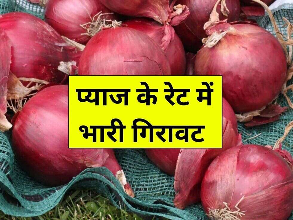 Onion Rate प्याज के रेट में भारी गिरावट, जानिए आज कितने किलो बिक रहा प्याज