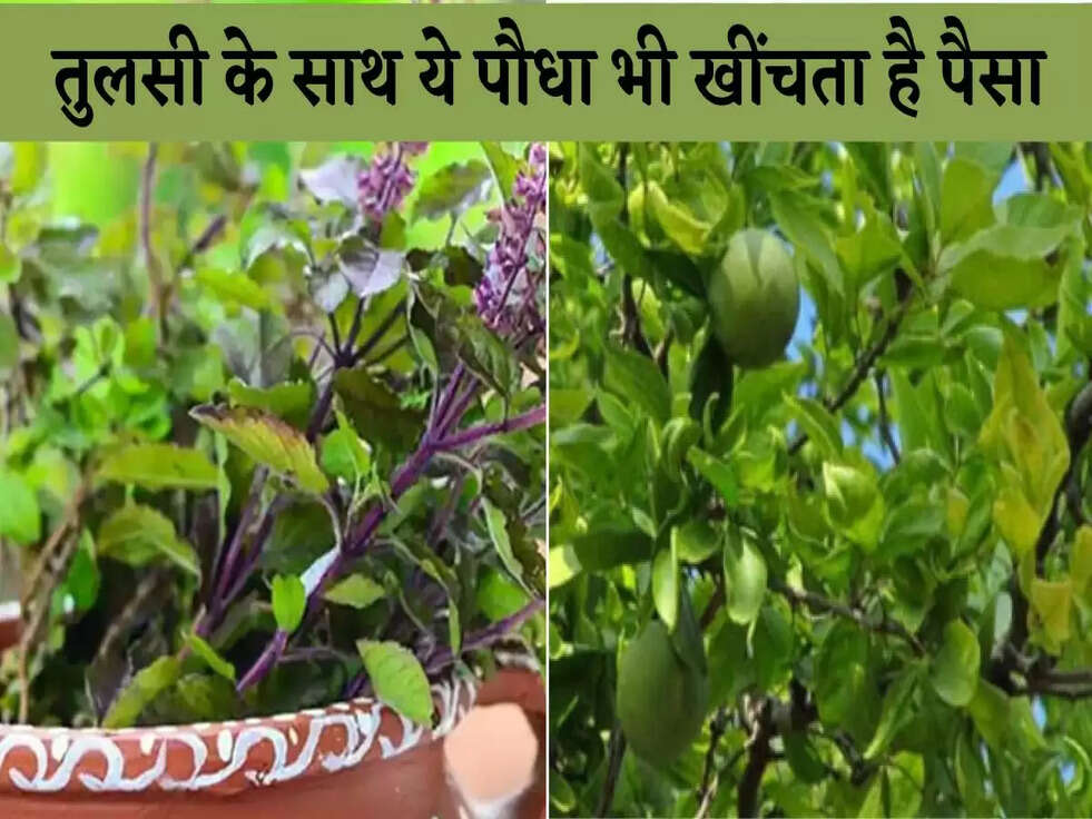 Vastu Tips For Plant: तुलसी के साथ ये पौधा भी चुंबक की तरह खींचता है पैसा, जानिए&nbsp;