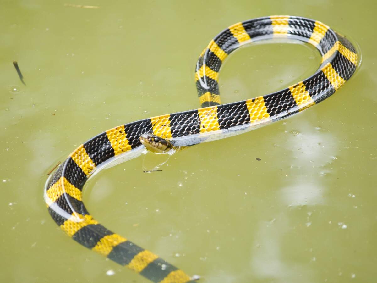 banded krait
