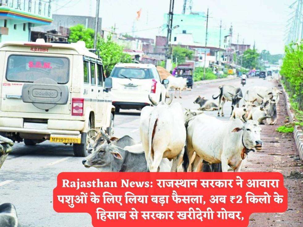 Rajasthan News: राजस्थान सरकार ने आवारा पशुओं के लिए लिया बड़ा फैसला, अब ₹2 किलो के हिसाब से सरकार खरीदेगी गोबर,
