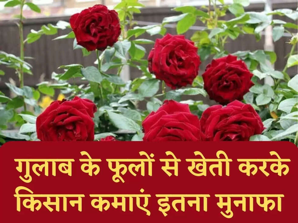 Rose Farming: गुलाब के फूलों से खेती करके किसान कमाएं इतना मुनाफा