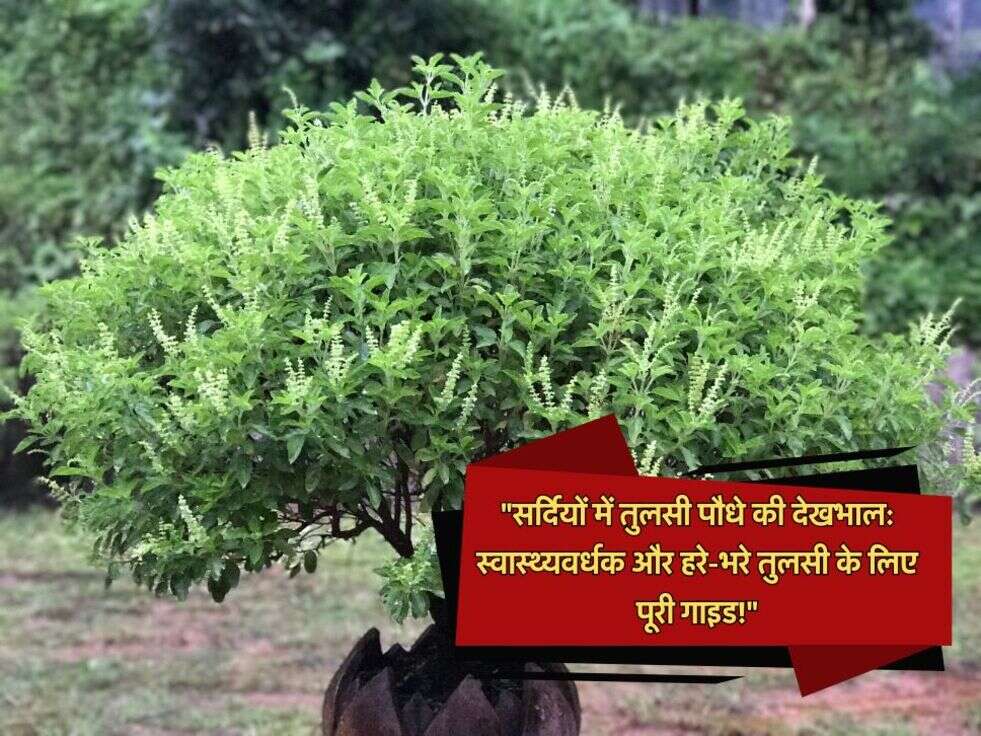 tulsi plant care tips in hindi