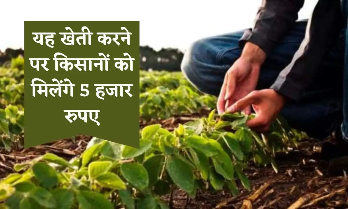 यह खेती करने पर किसानों को मिलेंगे 5 हजार रुपए