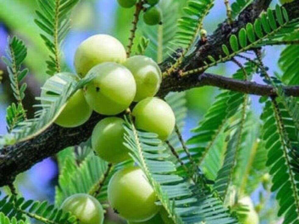 Amla Fruit: सेहत के लिए बेहद फायदेमंद है आंवला,&nbsp;स्वास्थ्य को देंगे ये कमाल के फायदे