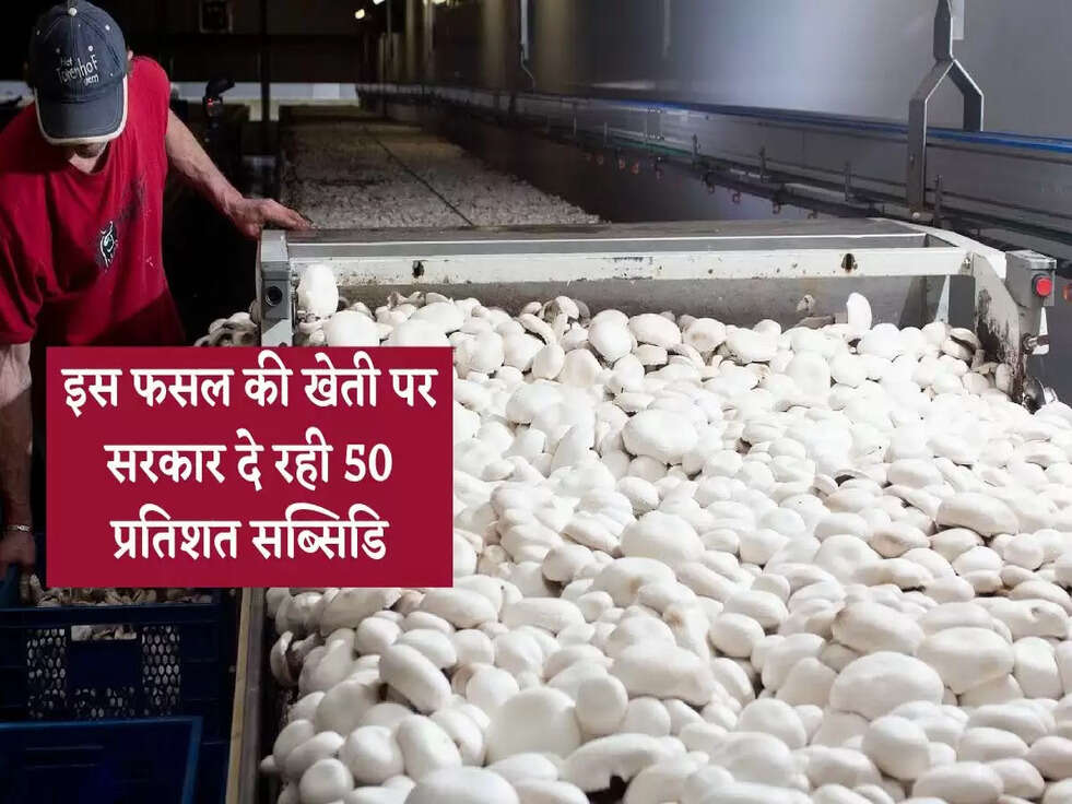 Subsidy: इस फसल की खेती पर सरकार दे रही 50 प्रतिशत सब्सिडि, ऐसे करें अप्लाई&nbsp;