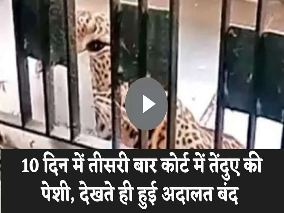 10 दिन में तीसरी बार कोर्ट में तेंदुए की पेशी, देखते ही हुई अदालत बंद&nbsp;