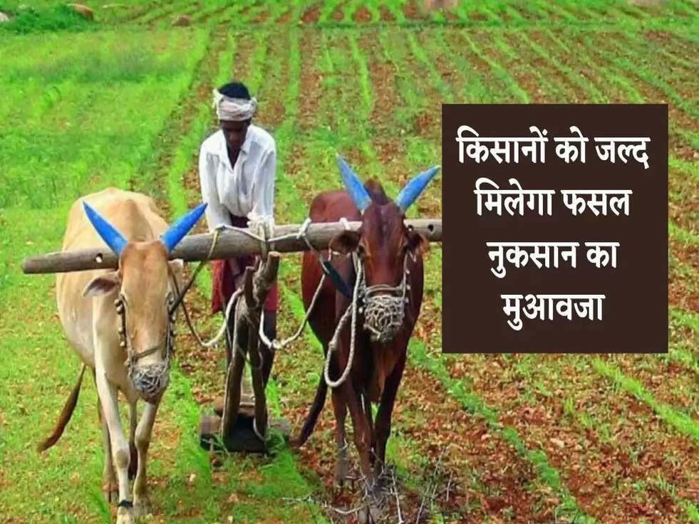 किसानों को जल्द मिलेगा फसल नुकसान का मुआवजा, पढ़े पूरी खबर&nbsp;