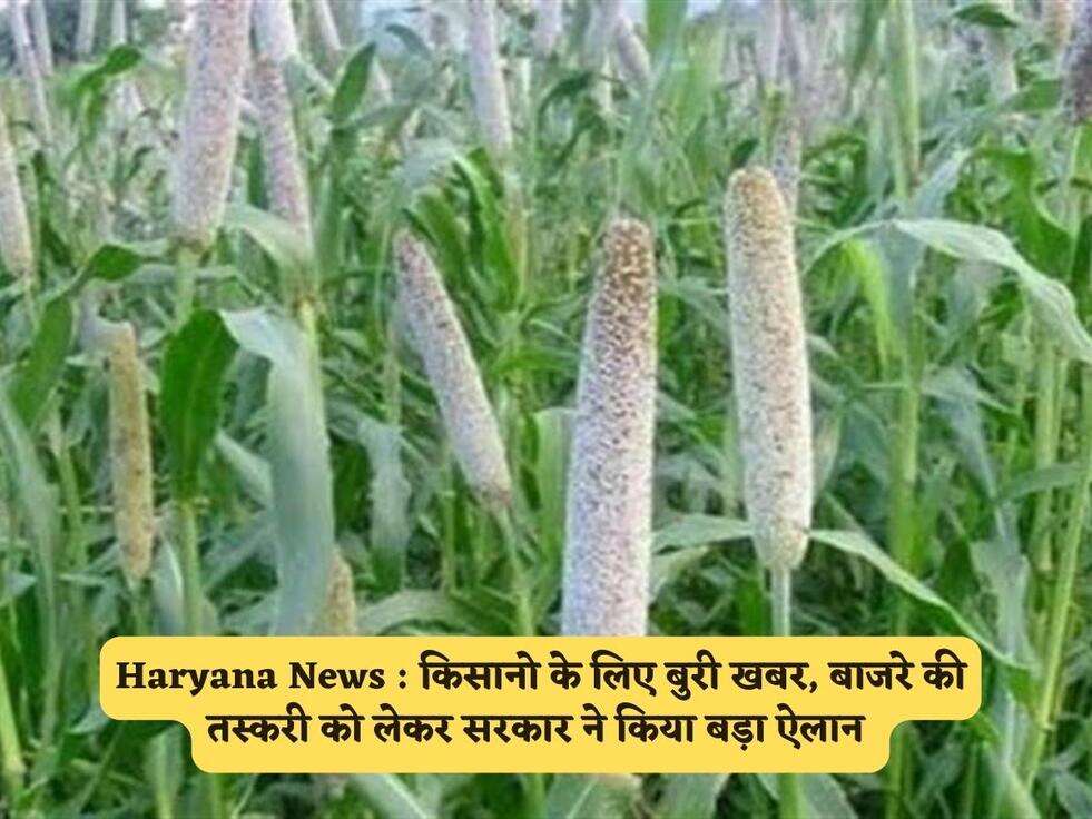 Haryana News : किसानो के लिए बुरी खबर, बाजरे की तस्करी को लेकर सरकार ने किया बड़ा ऐलान&nbsp;