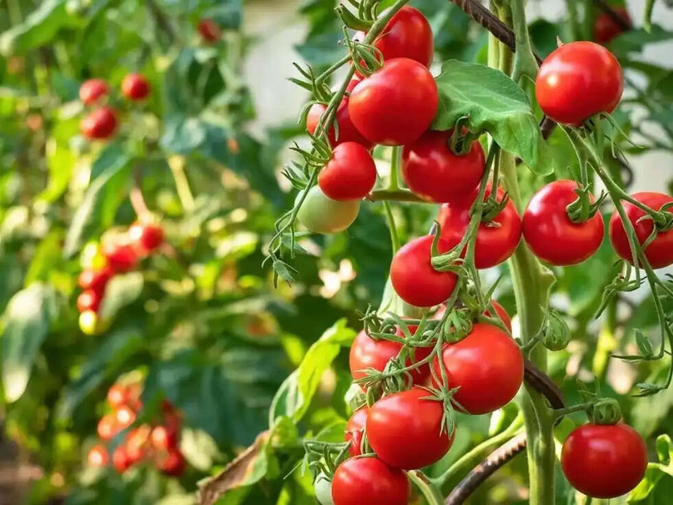 Tomato Prices: After lemon, tomato prices rise, know how much the price can go
