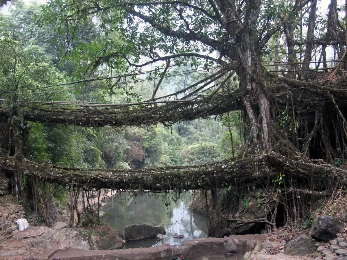 live root bridge