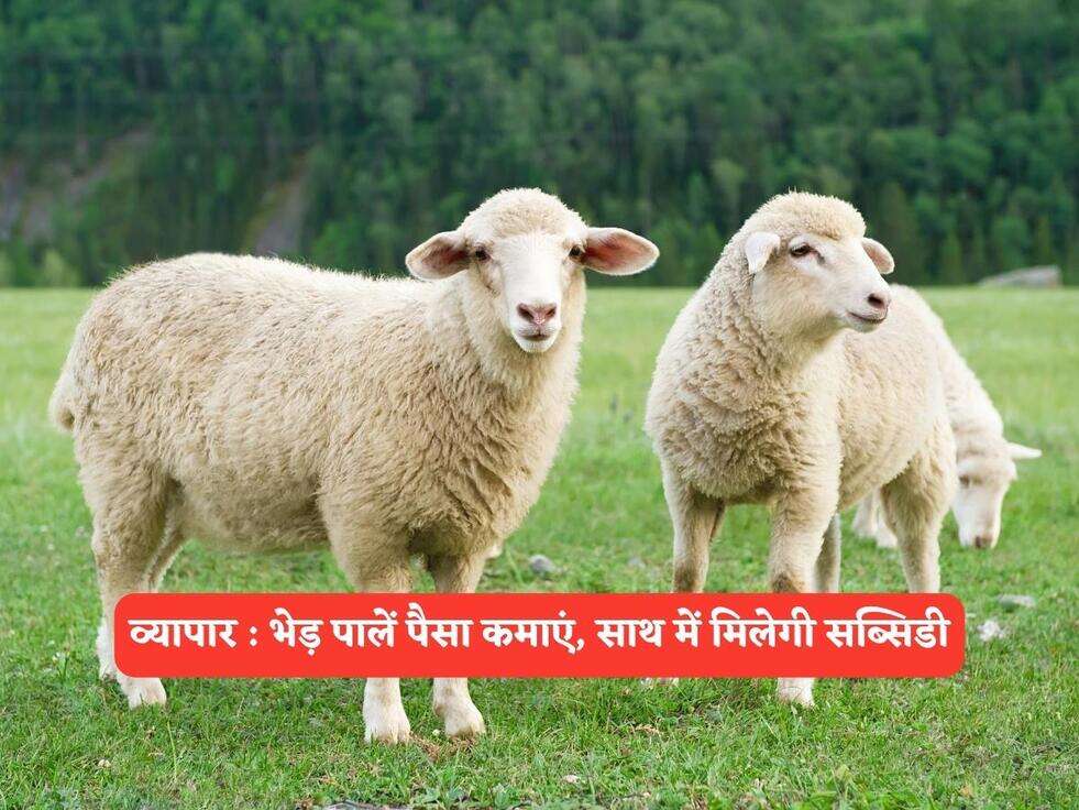व्यापार : भेड़ पालें पैसा कमाएं, साथ में मिलेगी सब्सिडी