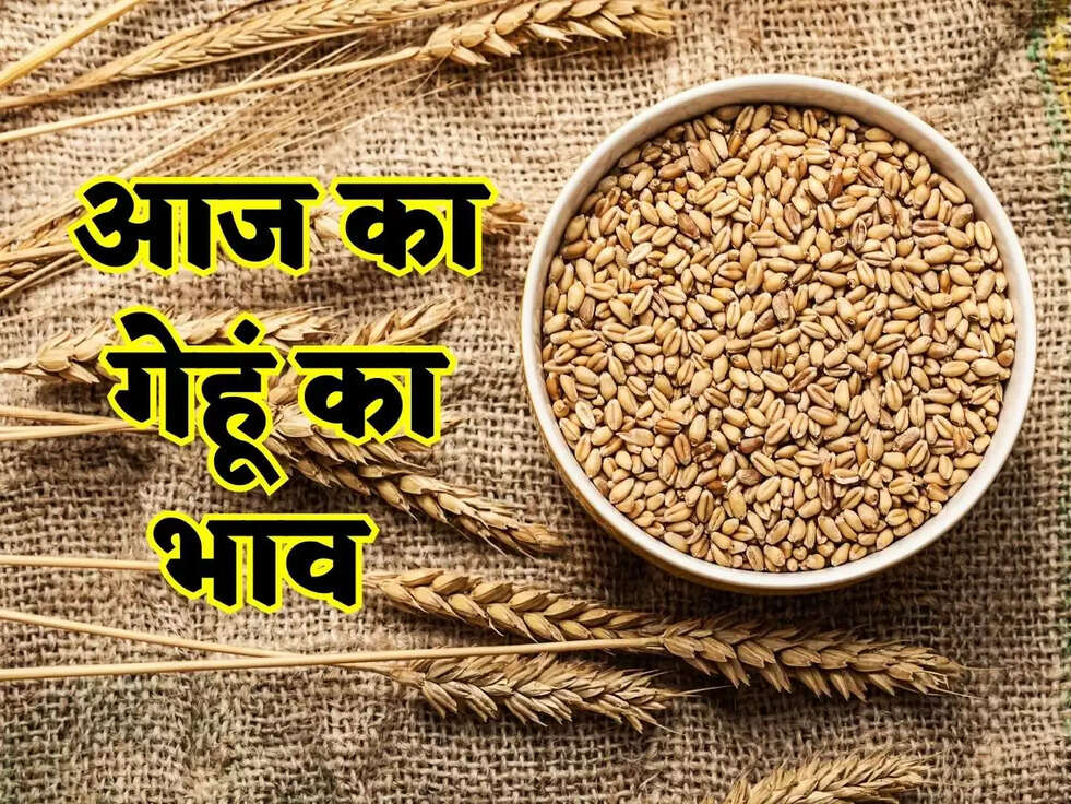 Haryana Gehu Ka Bhav: हरियाणा में गेहूं का आज का रेट, जानिए आज का भाव 