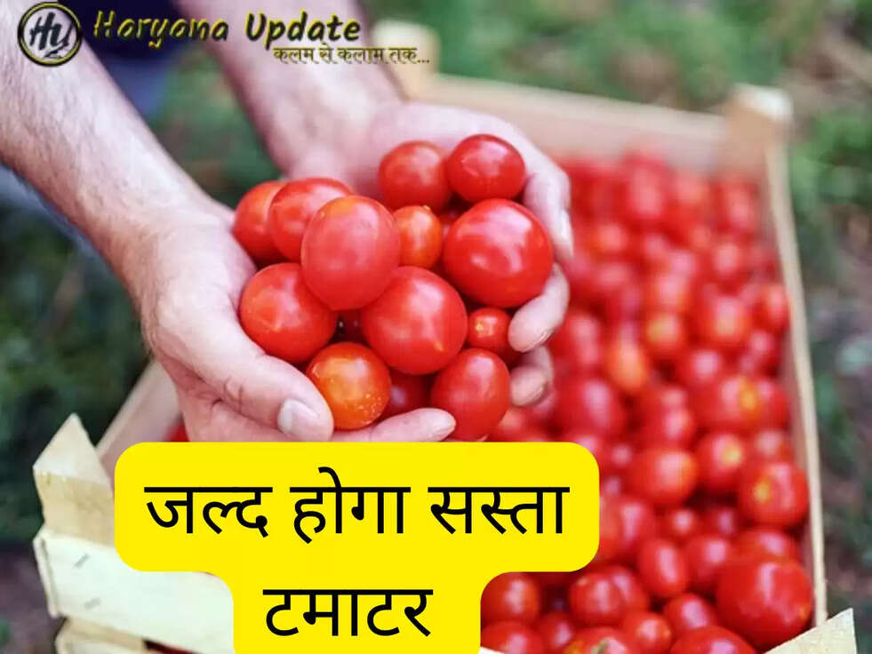  Tomato, Tomato Price, Tomato Price Hike, Tomato Price in Market, Wholesale Tomato Price, Tomato Price Update, Tomato Rates Incresed, heatwave, Tomato rate, why tomato became expensive, tomato farmer, tomato in market, tomato price, टमाटर के रेट, टमाटर क्यों हुआ महंगा, टमाटर किसान, मंडी में टमाटर, टमाटर का भाव, टमाटर के दाम, भारत में टमाटर की कीमत, टमाटर की खेती, and टमाटर के दाम में बढ़ोतरी 