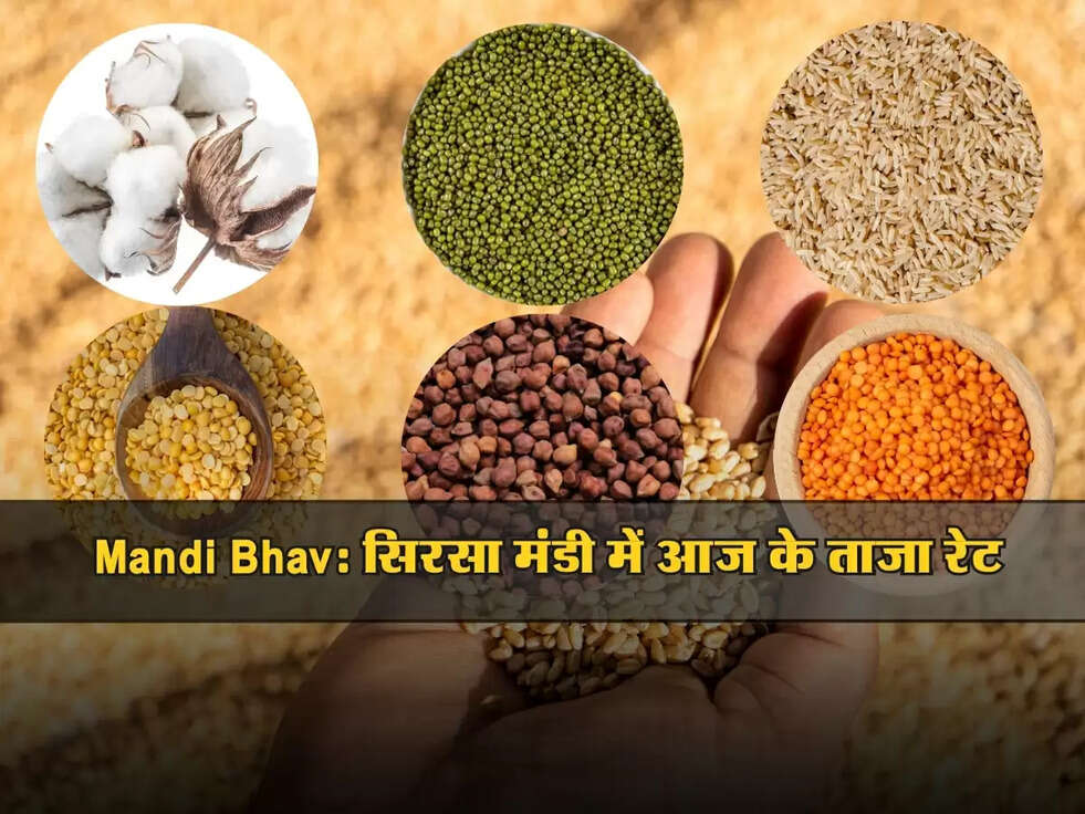 Mandi Bhav: सिरसा मंडी में आज के ताजा रेट, जानें किस फसल का क्या दाम है