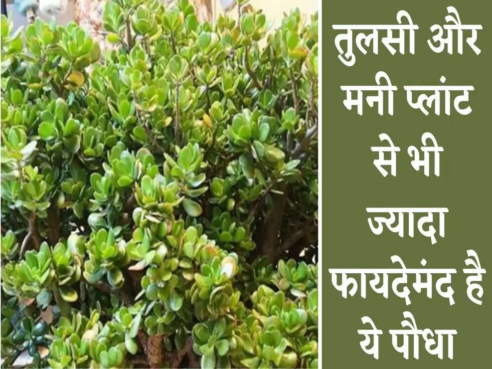 Vastu Tips For Plants: तुलसी और मनी प्लांट से भी ज्यादा फायदेमंद है ये पौधा, जानिए&nbsp;