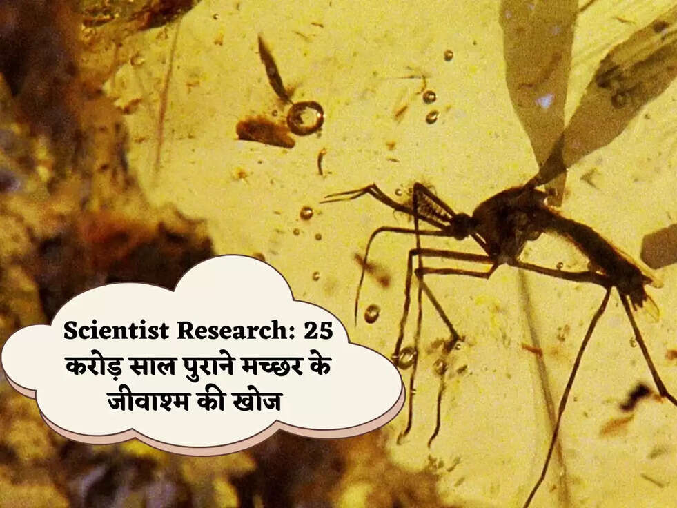 Scientist Research: 25 करोड़ साल पुराने मच्छर के जीवाश्म की खोज 