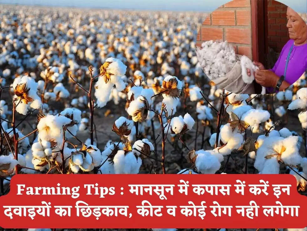 Farming Tips : मानसून में कपास में करें इन दवाइयों का छिड़काव, कीट व कोई रोग नही लगेगा&nbsp;