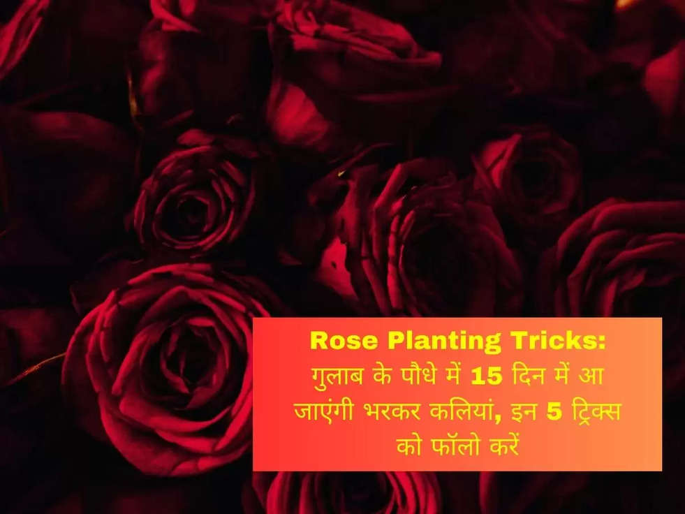 Rose Planting Tricks: गुलाब के पौधे में 15 दिन में आ जाएंगी भरकर कलियां, इन 5 ट्रिक्स को फॉलो करें