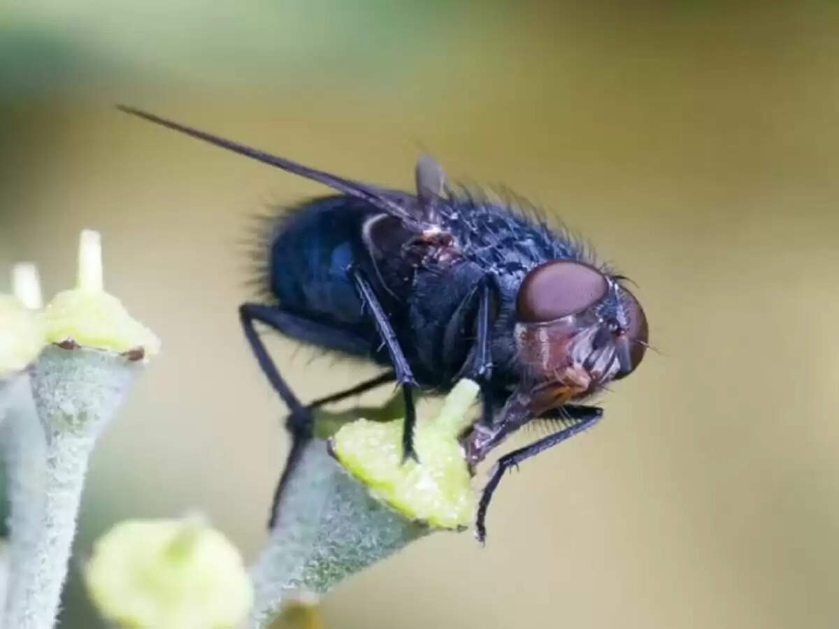 tiltepec village facts