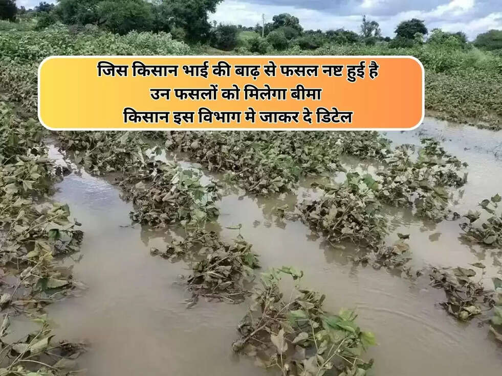 Kisan News: जिस किसान भाई की बाढ़ से फसल नष्ट हुई है उन फसलों को मिलेगा बीमा, किसान इस विभाग मे जाकर दे डिटेल&nbsp;
