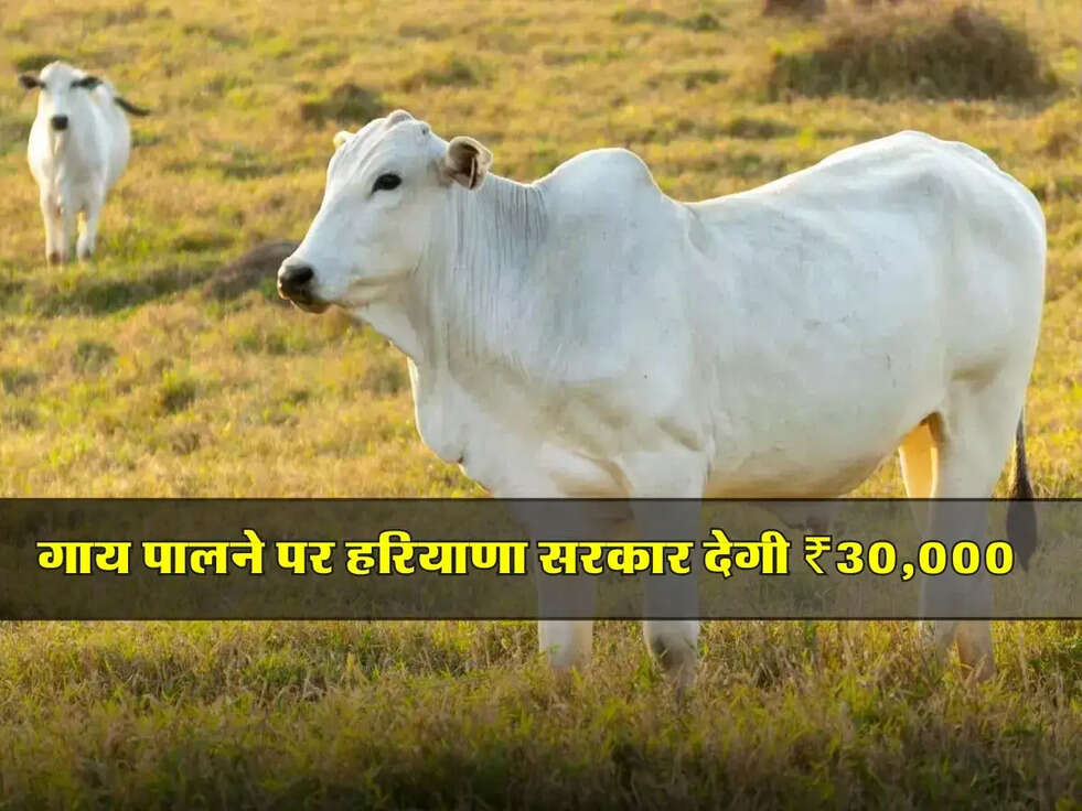 Cow breeding Scheme: गाय पालने पर हरियाणा सरकार देगी ₹30,000, जानें आवेदन प्रक्रिया