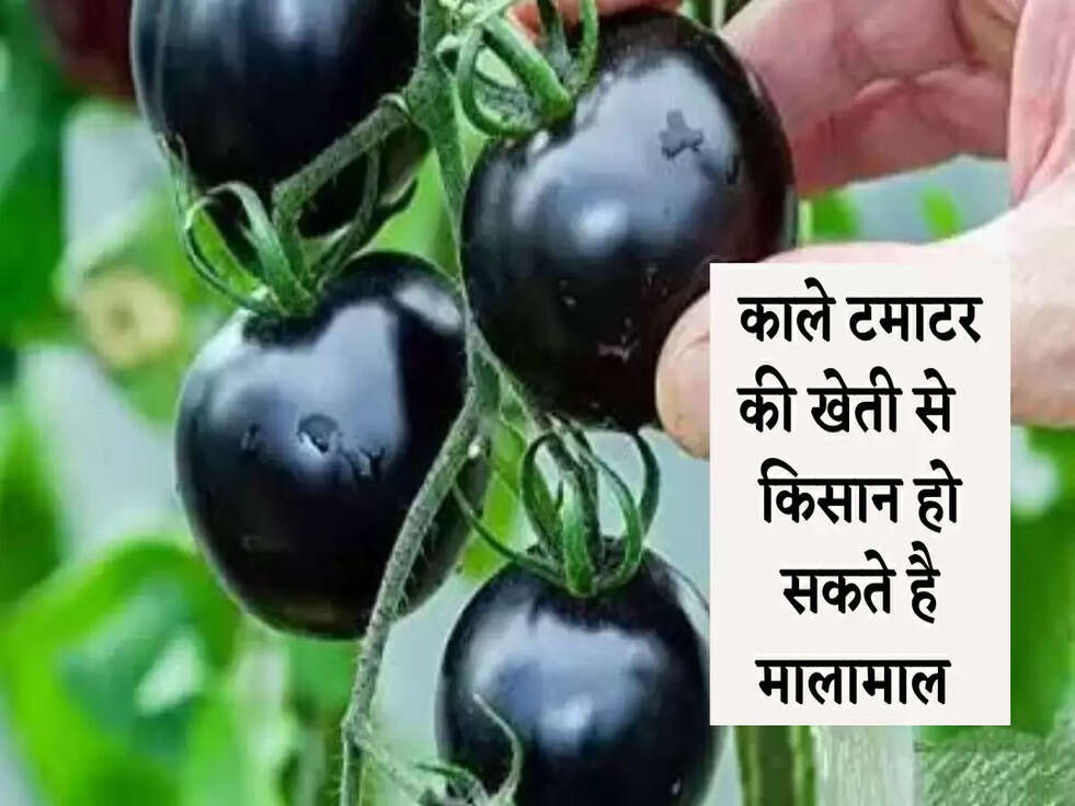 Black Tomato Farming: काले टमाटर की खेती कर इस तरह किसान हो सकते है मालामाल&nbsp;