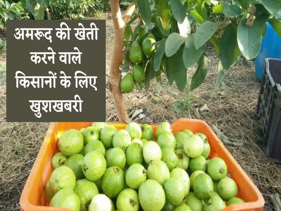 Subsidy On Guava Farming: अमरूद की खेती करने वाले किसानों के लिए खुशखबरी, सरकार दे रही ये फायदा&nbsp;