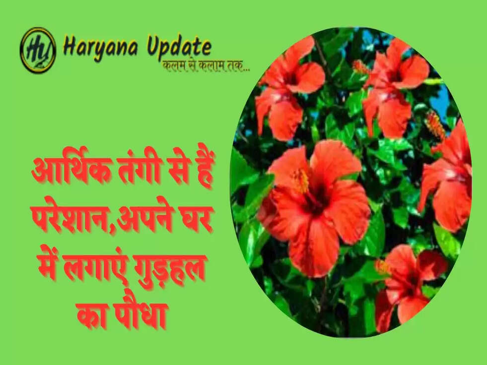 आर्थिक तंगी से हैं परेशान,अपने घर में लगाएं गुड़हल का पौधा