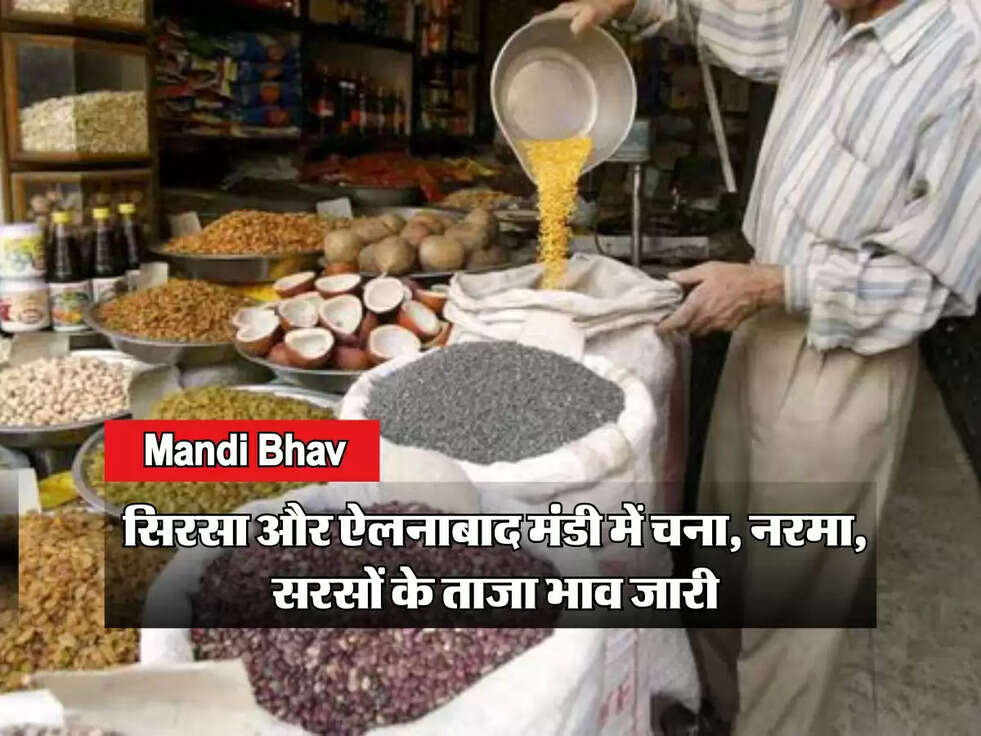 Mandi Bhav : सिरसा और ऐलनाबाद मंडी में चना, नरमा, सरसों के ताजा भाव जारी