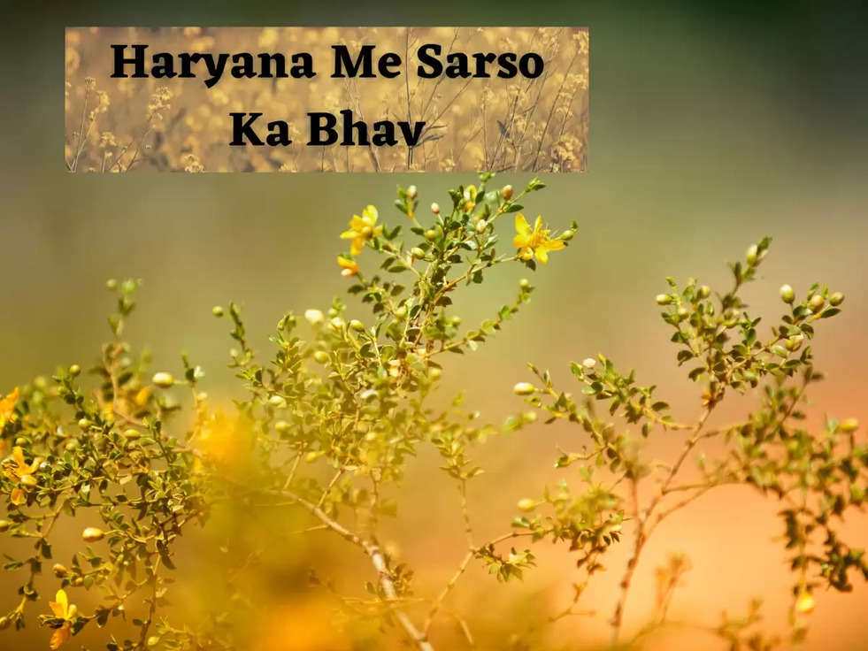 Haryana Me Sarso Ka Bhav: सरसों के ताजा भाव, कच्ची घानी, तेल के जानिए ताजा रेट, सरसों का भाव में आई कमी 