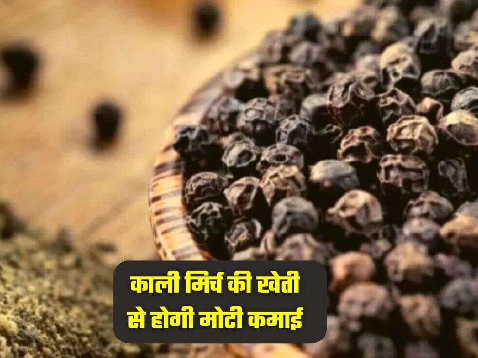 काली मिर्च की खेती से होगी मोटी कमाई