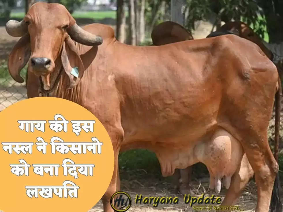 Gir Cow  गाय की इस नस्ल ने किसानो को बना दिया लखपति