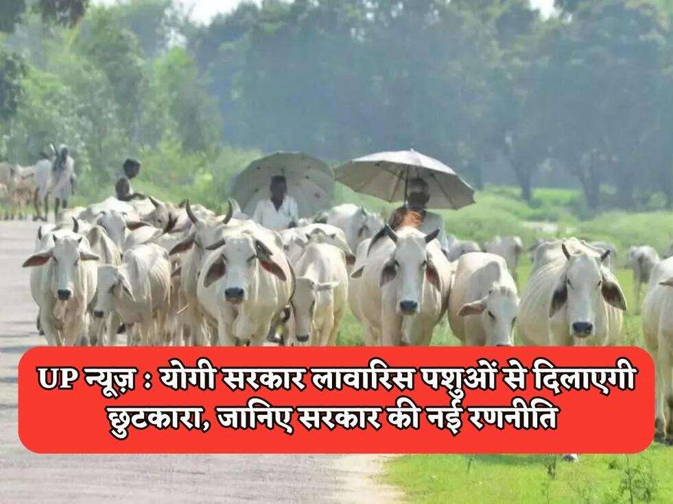 UP न्यूज़  योगी सरकार लावारिस पशुओं से दिलाएगी छुटकारा, जानिए सरकार की नई रणनीति 
