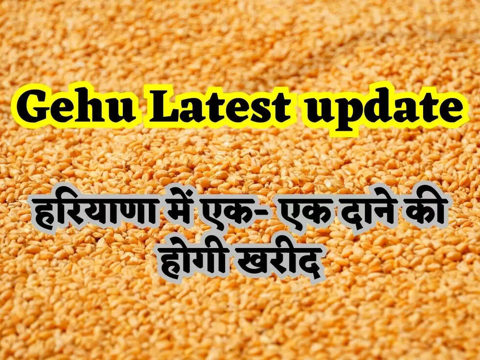 Gehu Latest update: गेहूं खरीद के मापदंडो में छूट मिलने से किसानों को मिली राहत की सांस, अब हरियाणा में एक- एक दाने की होगी खरीद