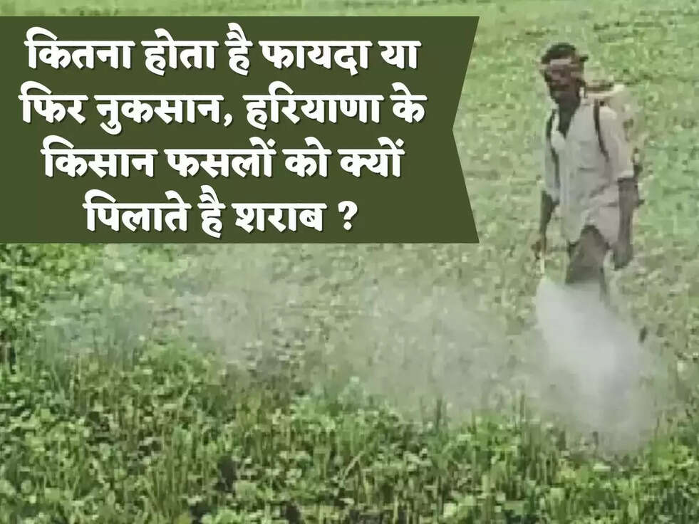 कितना होता है फायदा या फिर नुकसान,&nbsp;हरियाणा के किसान फसलों को क्यों पिलाते है शराब ?